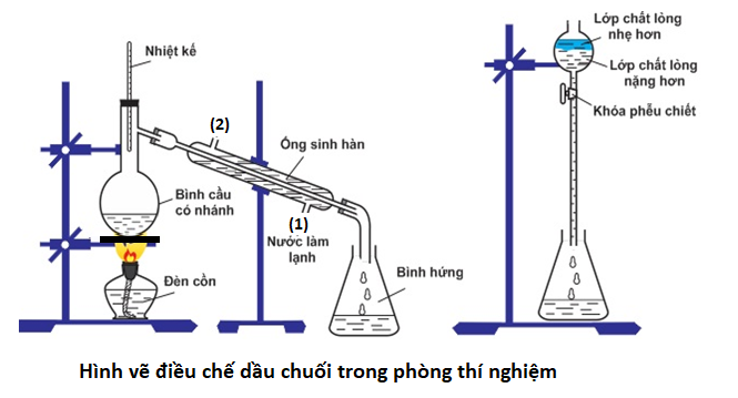 Điều Chế Dầu Chuối - Cách Làm Hiệu Quả Và Tác Dụng Tuyệt Vời